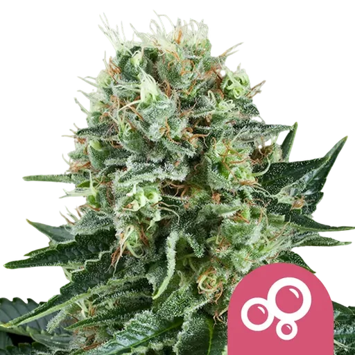 Bubble Kush | PHOTOFEM | Royal Queen Seeds - Freigestellt 2026-08-13