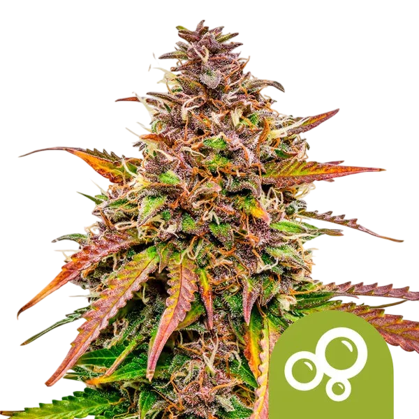 Bubble Kush Auto | AUTOFEM | Royal Queen Seeds - Freigestellt 2026-08-13
