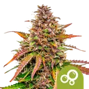 Bubble Kush Auto | AUTOFEM | Royal Queen Seeds - Freigestellt 2026-08-13