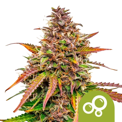 Bubble Kush Auto | AUTOFEM | Royal Queen Seeds - Freigestellt 2026-08-13