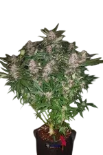 C4 Auto | AUTOFEM | Fast Buds - Freigestellt 2026-08-13