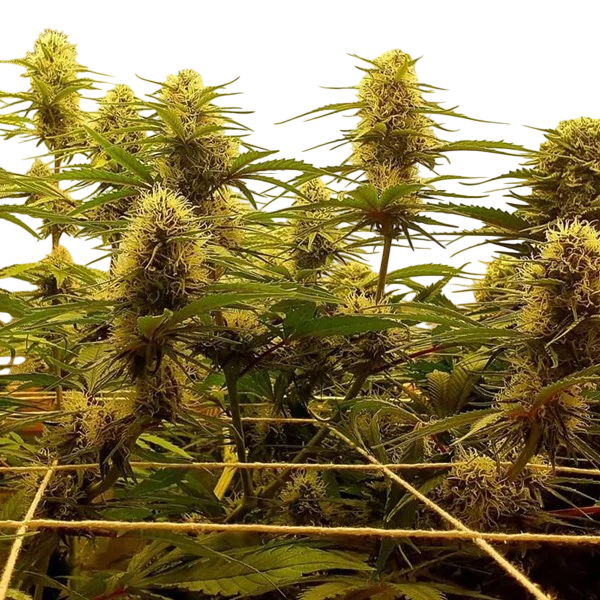 C99 | PHOTOFEM | G13 Labs - Freigestellt 2026-08-13