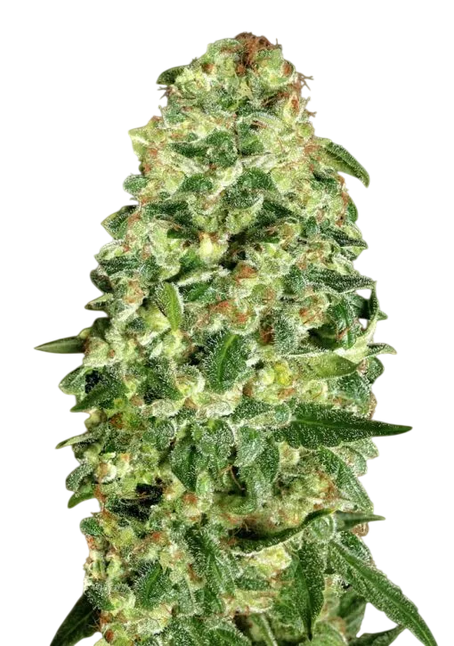California Kush Auto | AUTOFEM | 00 Seeds - Freigestellt 2026-08-13