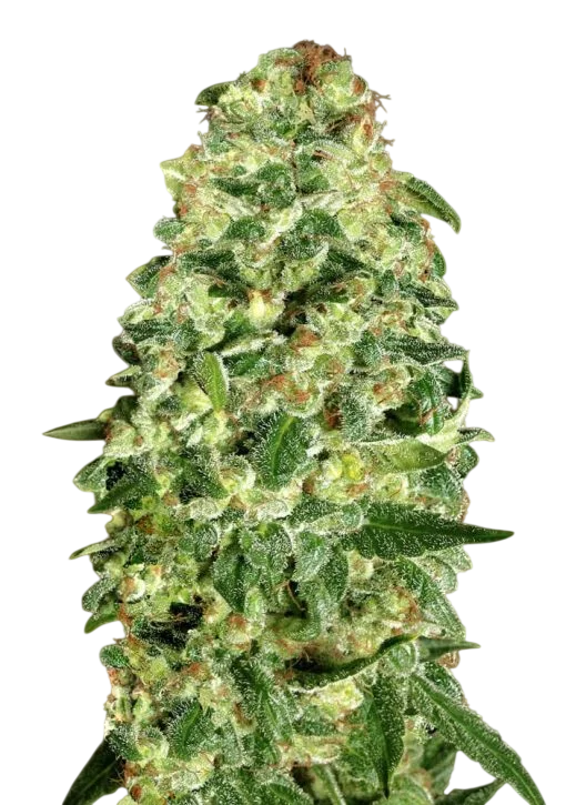 California Kush Auto | AUTOFEM | 00 Seeds - Freigestellt 2026-08-13