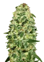 California Kush Auto | AUTOFEM | 00 Seeds - Freigestellt 2026-08-13