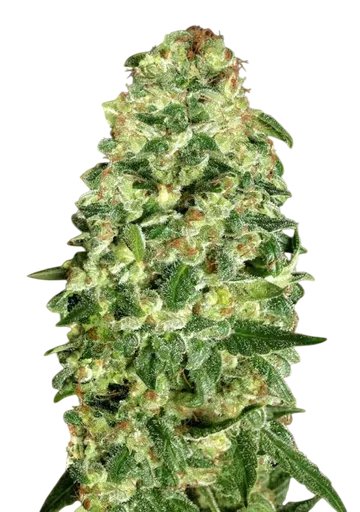 California Kush Auto | AUTOFEM | 00 Seeds - Freigestellt 2026-08-13