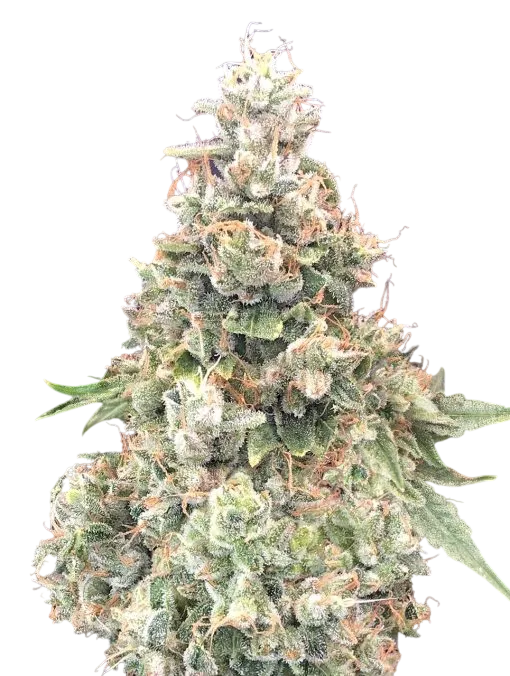 California Kush FAST | PHOTOFEM | 00 Seeds - Freigestellt 2026-08-13
