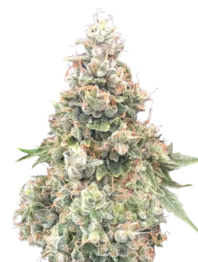 California Kush FAST | PHOTOFEM | 00 Seeds - Freigestellt 2026-08-13
