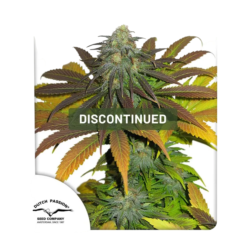 Californian Orange | PHOTOFEM | Dutch Passion - Freigestellt 2026-08-13