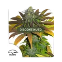 Californian Orange | PHOTOFEM | Dutch Passion - Freigestellt 2026-08-13