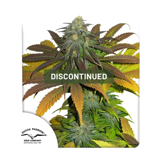 Californian Orange | PHOTOFEM | Dutch Passion - Freigestellt 2026-08-13