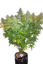 Californian Snow Auto | AUTOFEM | Fast Buds - Freigestellt 2026-08-13