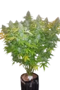 Californian Snow Auto | AUTOFEM | Fast Buds - Freigestellt 2026-08-13