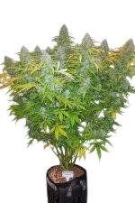 Californian Snow Auto | AUTOFEM | Fast Buds - Freigestellt 2026-08-13