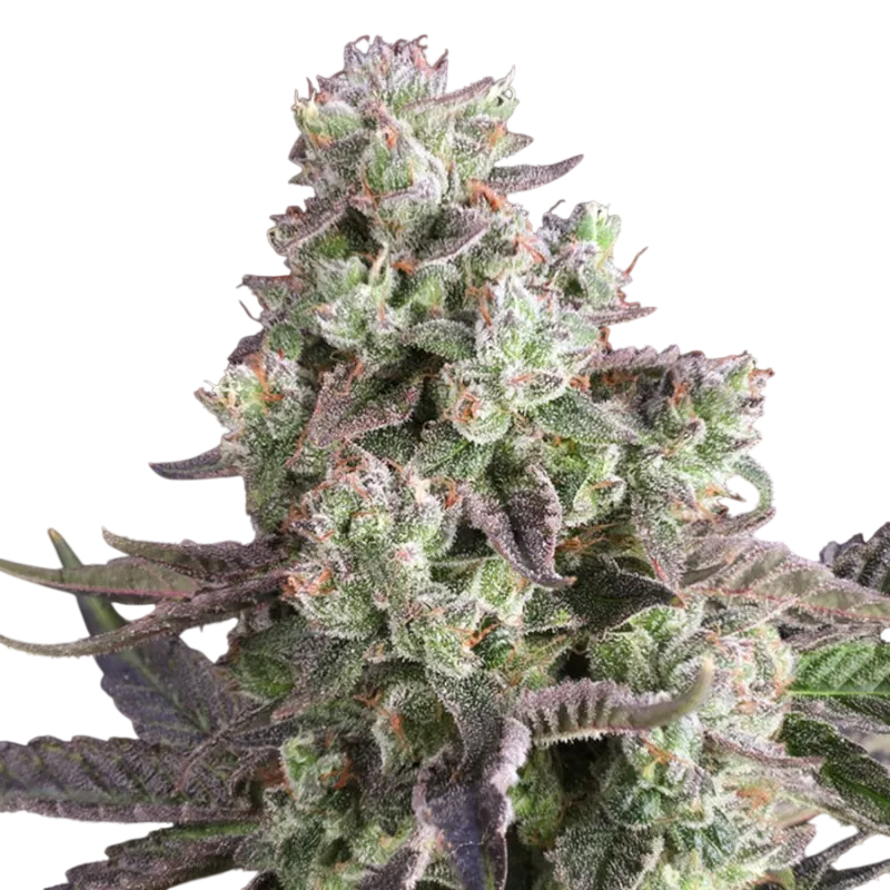 Candy Bubatz XL | PHOTOFEM | Dutch Passion - Freigestellt 2026-08-13