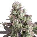 Candy Bubatz XL | PHOTOFEM | Dutch Passion - Freigestellt 2026-08-13