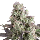 Candy Bubatz XL | PHOTOFEM | Dutch Passion - Freigestellt 2026-08-13