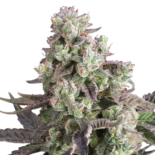 Candy Bubatz XL | PHOTOFEM | Dutch Passion - Freigestellt 2026-08-13