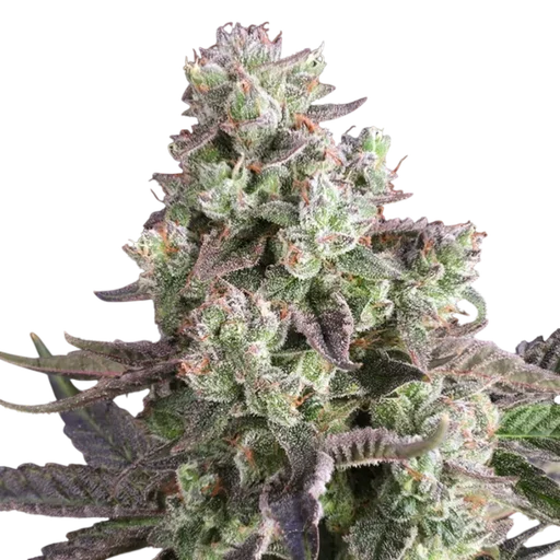 Candy Bubatz XL | PHOTOFEM | Dutch Passion - Freigestellt 2026-08-13