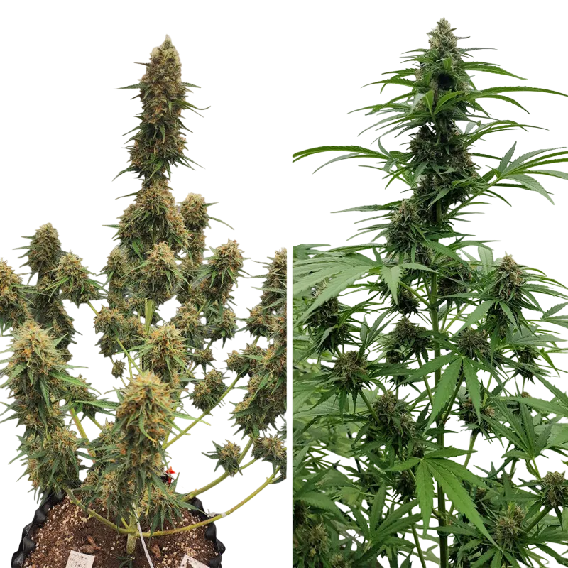 Candy Bubatz XL Auto | AUTOFEM | Dutch Passion - Freigestellt 2026-08-13