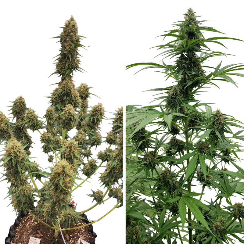 Candy Bubatz XL Auto | AUTOFEM | Dutch Passion - Freigestellt 2026-08-13
