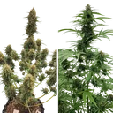 Candy Bubatz XL Auto | AUTOFEM | Dutch Passion - Freigestellt 2026-08-13