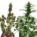 Candy Bubatz XL Auto | AUTOFEM | Dutch Passion - Freigestellt 2026-08-13