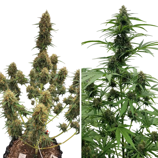Candy Bubatz XL Auto | AUTOFEM | Dutch Passion - Freigestellt 2026-08-13