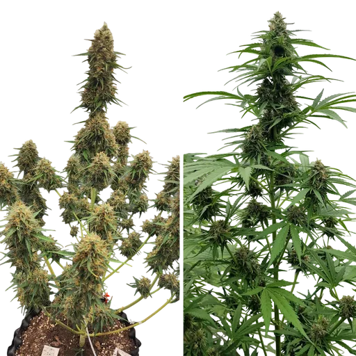 Candy Bubatz XL Auto | AUTOFEM | Dutch Passion - Freigestellt 2026-08-13