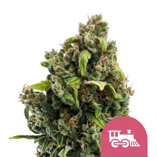 Candy Kush Express FAST | PHOTOFEM | Royal Queen Seeds - Freigestellt 2026-08-13