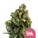 Candy Kush Express FAST | PHOTOFEM | Royal Queen Seeds - Freigestellt 2026-08-13