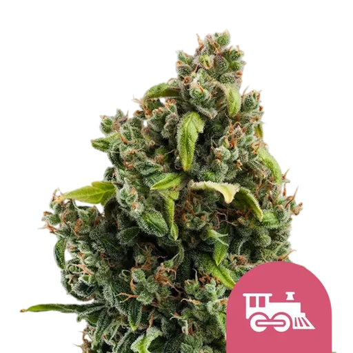 Candy Kush Express FAST | PHOTOFEM | Royal Queen Seeds - Freigestellt 2026-08-13