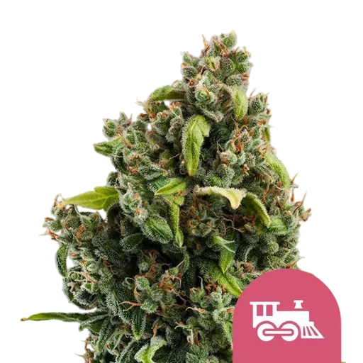 Candy Kush Express FAST | PHOTOFEM | Royal Queen Seeds - Freigestellt 2026-08-13