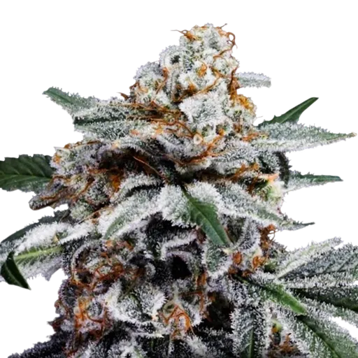 Canelo Auto | AUTOFEM | DNA Genetics - Freigestellt 2026-08-13