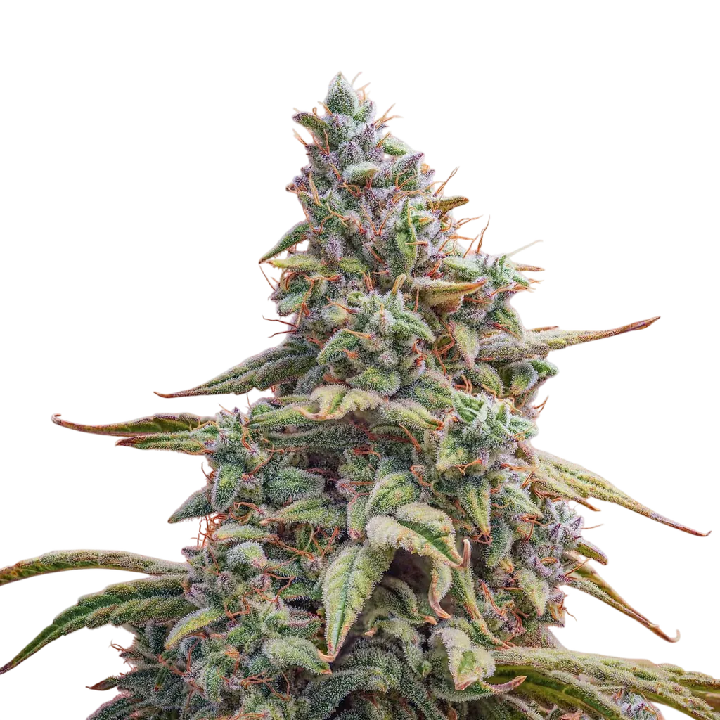 Canna-Cheese CBD 1:1 Auto | AUTOFEM | Mephisto Genetics - Freigestellt 2026-08-13
