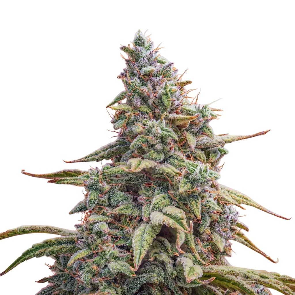 Canna-Cheese CBD 1:1 Auto | AUTOFEM | Mephisto Genetics - Freigestellt 2026-08-13