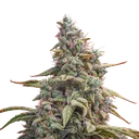 Canna-Cheese CBD 1:1 Auto | AUTOFEM | Mephisto Genetics - Freigestellt 2026-08-13