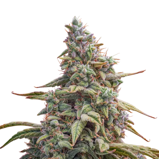 Canna-Cheese CBD 1:1 Auto | AUTOFEM | Mephisto Genetics - Freigestellt 2026-08-13