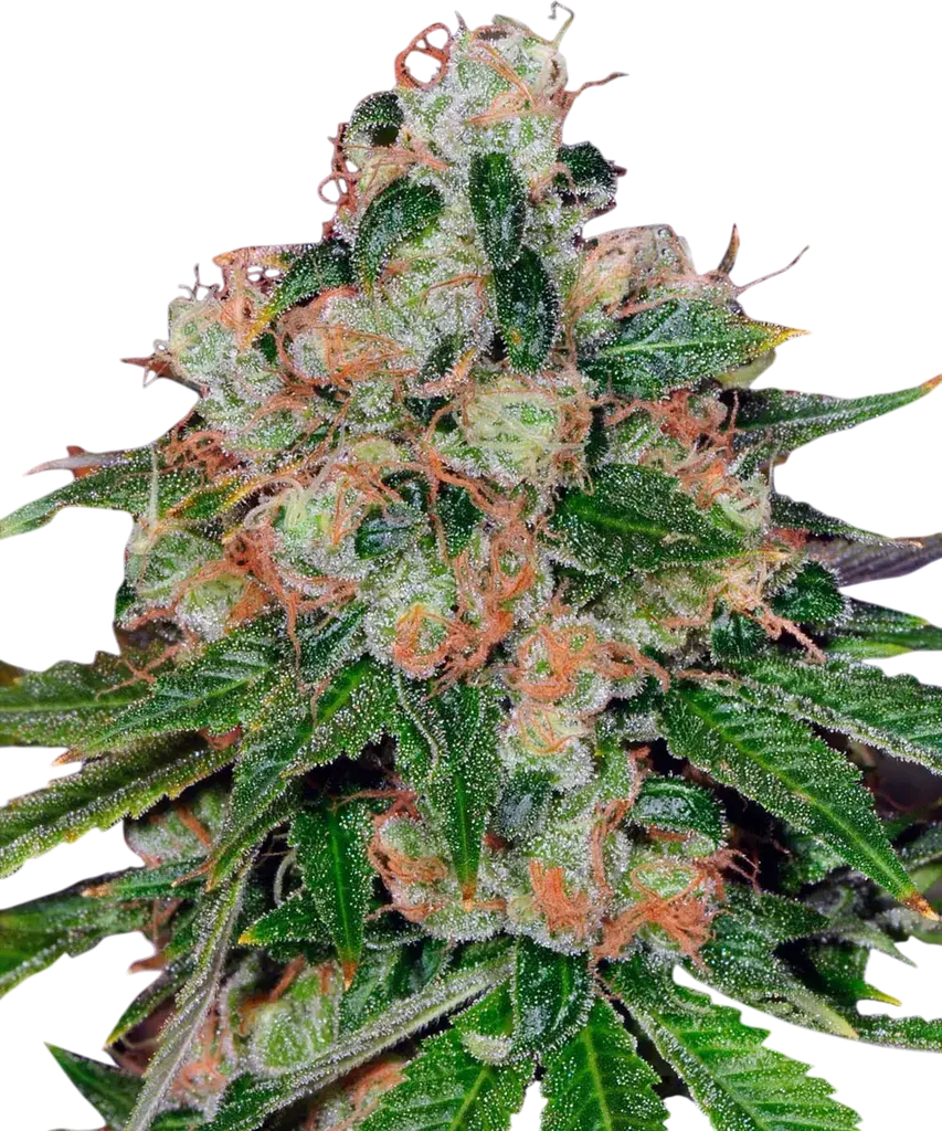 Caramel CBD | PHOTOREG | Barneys Farm - Freigestellt 2026-08-13