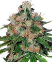 Caramel CBD | PHOTOREG | Barneys Farm - Freigestellt 2026-08-13