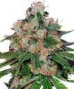 Caramel CBD | PHOTOREG | Barneys Farm - Freigestellt 2026-08-13