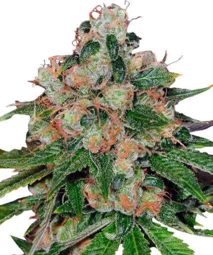 Caramel CBD | PHOTOREG | Barneys Farm - Freigestellt 2026-08-13