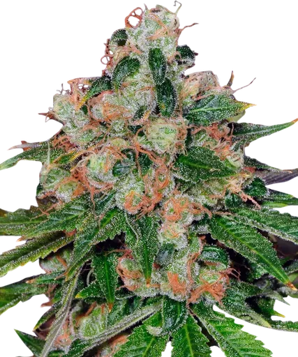 Caramel CBD | PHOTOREG | Barneys Farm - Freigestellt 2026-08-13
