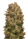 Caramel Kush | PHOTOFEM | 00 Seeds - Freigestellt 2026-08-13