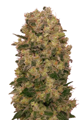 Caramel Kush | PHOTOFEM | 00 Seeds - Freigestellt 2026-08-13