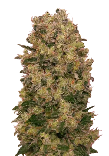 Caramel Kush | PHOTOFEM | 00 Seeds - Freigestellt 2026-08-13