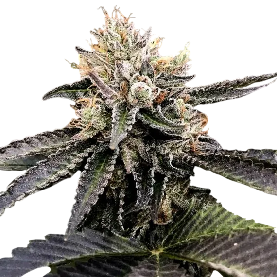 Cataract Cake | PHOTOFEM | DNA Genetics - Freigestellt 2026-08-13