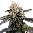 Cataract Cake | PHOTOFEM | DNA Genetics - Freigestellt 2026-08-13