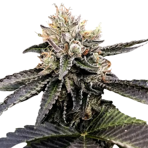 Cataract Cake | PHOTOFEM | DNA Genetics - Freigestellt 2026-08-13