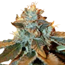 Cataract Kush | PHOTOFEM | DNA Genetics - Freigestellt 2026-08-13